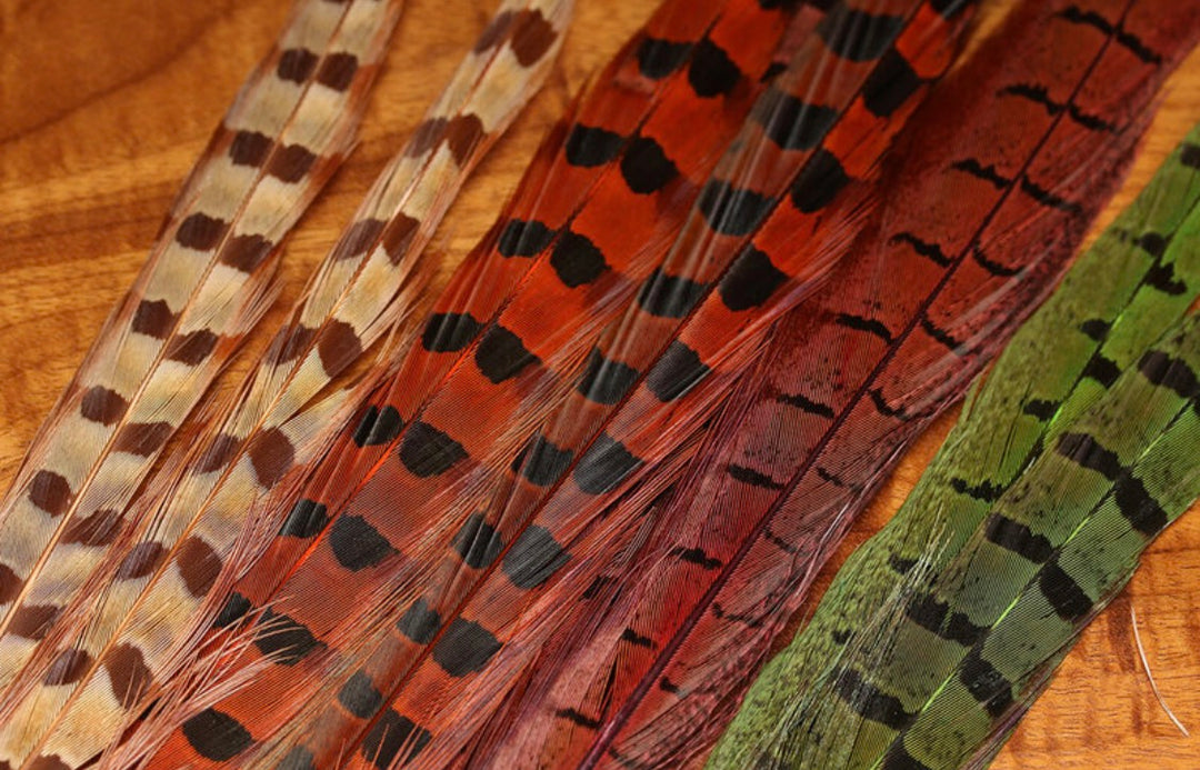 Ringneck Pheasant Tail